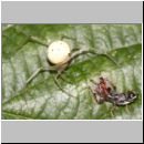 Enoplognatha sp - Kugelspinne 01a 6mm.jpg